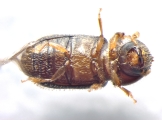Hypothenemus birmanus 13554