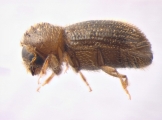 Hypothenemus birmanus 13649