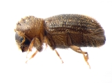 Hypothenemus birmanus 13649