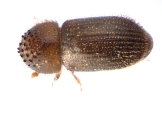 Hypothenemus birmanus 13649