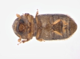 Hypothenemus birmanus 13649