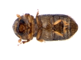 Hypothenemus birmanus 13649