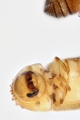 Hypothenemus birmanus 14213