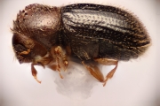 Hypothenemus birmanus 14872