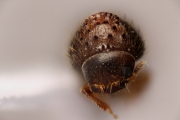 Hypothenemus birmanus 14872
