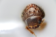 Hypothenemus birmanus 14872