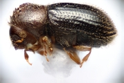 Hypothenemus birmanus 14872