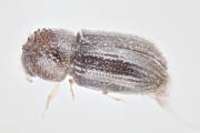 Hypothenemus birmanus 16503
