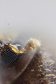 Hypothenemus birmanus 16503