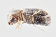 Hypothenemus birmanus 16503