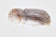 Hypothenemus birmanus 16503