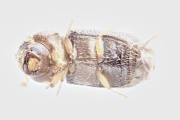 Hypothenemus birmanus 16503