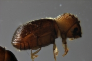 Hypothenemus birmanus 16520