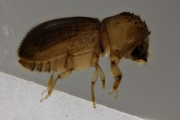 Hypothenemus birmanus 16521