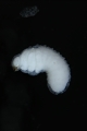 Hypothenemus birmanus 16522