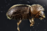 Hypothenemus birmanus 16523