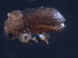 Hypothenemus birmanus 16524
