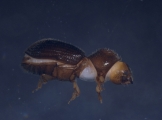 Hypothenemus birmanus 16527