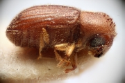 Hypothenemus birmanus 14948