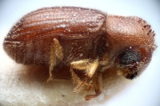 Hypothenemus birmanus 14948