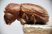 Hypothenemus birmanus 14949