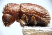 Hypothenemus birmanus 14949