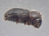 Hypothenemus brunneus 12518