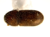 Hypothenemus brunneus 12754