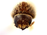 Hypothenemus brunneus 12754