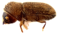 Hypothenemus brunneus 12754