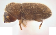 Hypothenemus brunneus 12754