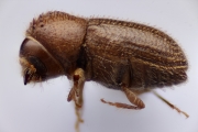 Hypothenemus brunneus 15030