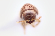 Hypothenemus brunneus 15030