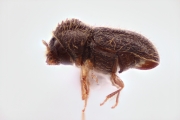 Hypothenemus seriatus 14987