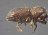Hypothenemus brunneus 15034