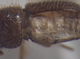 Hypothenemus brunneus 15034