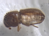 Hypothenemus brunneus 15034