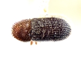 Hypothenemus californicus 12244