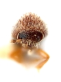 Hypothenemus californicus 12244