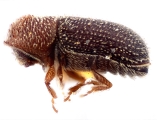 Hypothenemus californicus 12244