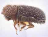 Hypothenemus californicus 12244