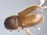 Hypothenemus californicus 16180