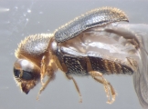 Hypothenemus californicus 16180