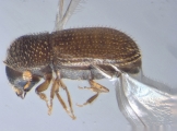 Hypothenemus californicus 16180