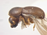 Hypothenemus cf_abhorrens 12235