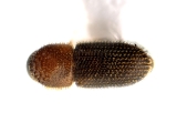 Hypothenemus columbi 12753