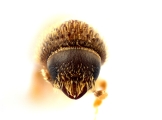 Hypothenemus columbi 12753