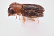 Hypothenemus columbi 12753