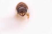 Hypothenemus columbi 12753