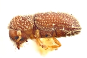 Hypothenemus columbi 12245